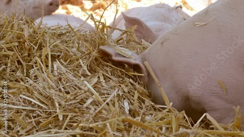 Pig farm, little pigs laying in hay