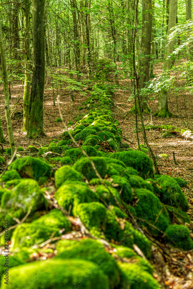 Stenmur i genom bokskog i nationalpark Stenmur i genom bokskog i nationalpark
