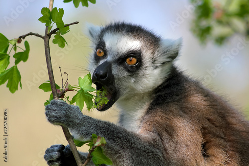 Portrait Katta - Lemur Catta - beim Fressen