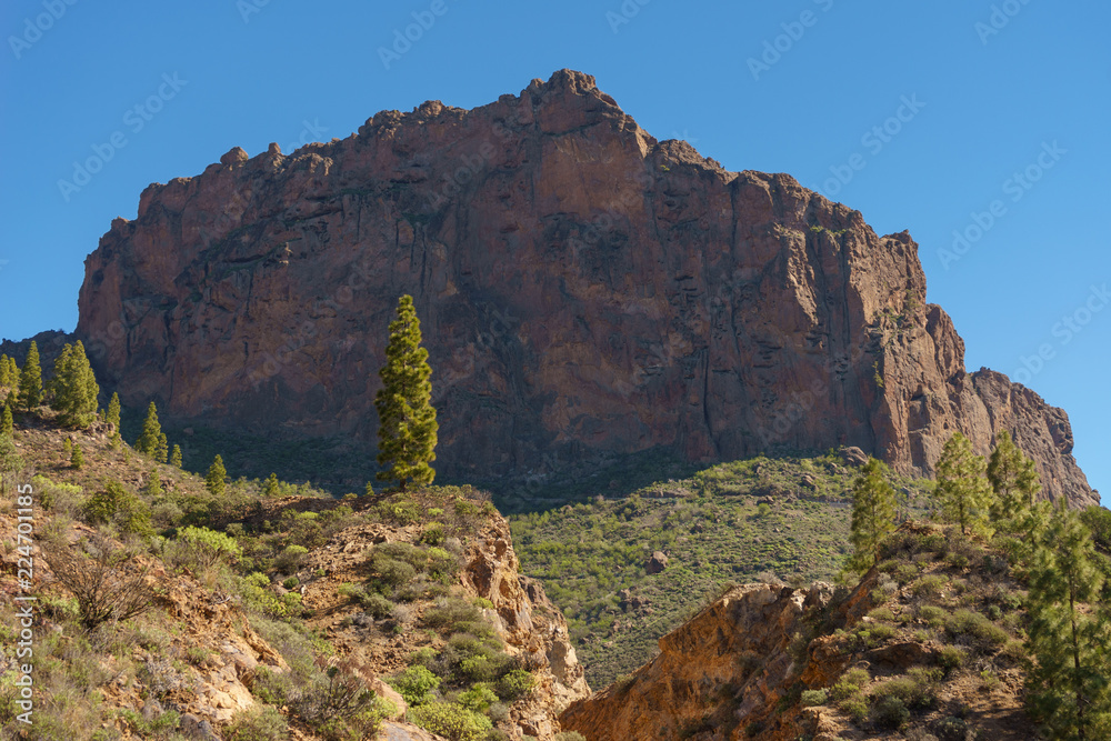 Pine tree against large rock by sunny day