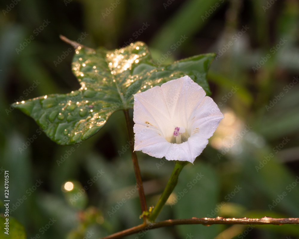 Small delicate pink morning glory flower covered in morning dew Small delicate pink morning glory flower covered in morning dew