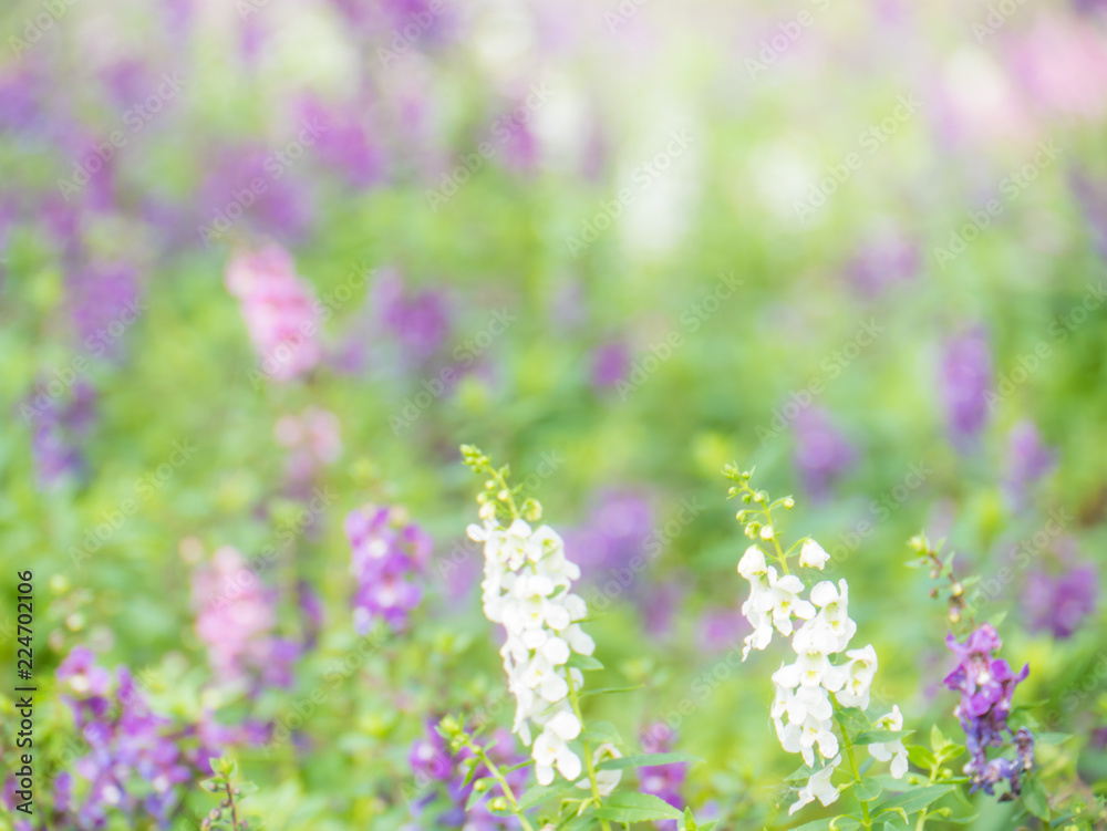 Obraz premium purple flower background, blurred flower background,