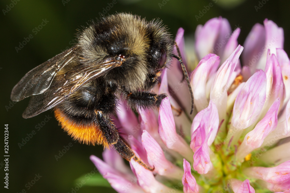A bee collects honey on a flower