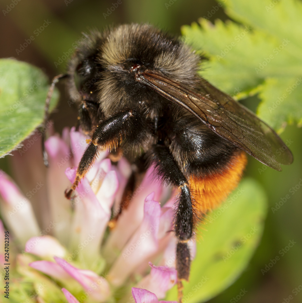 A bee collects honey on a flower A bee collects honey on a flower