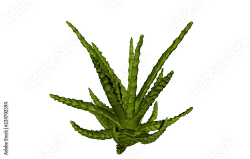 Aloe Vera Grünpflanzen 
