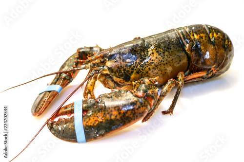 fresh lobster on white background