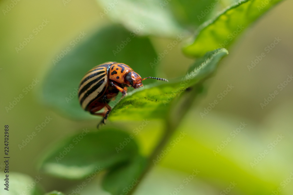 Fototapeta premium Colorado beetle on the leaves of potatoes