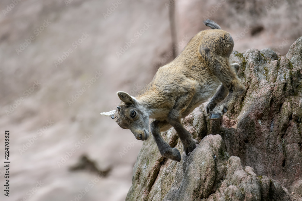 Young alpine ibex climbing on rocks Young alpine ibex climbing on rocks
