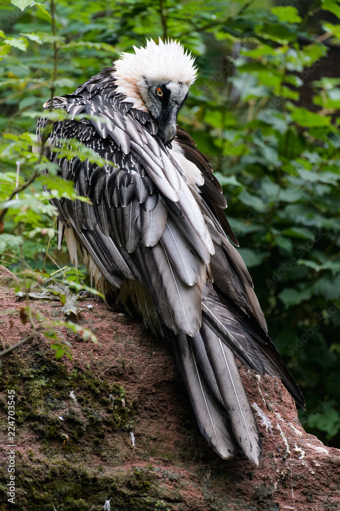 Bearded vulture sitting between plants while cleaning its feathers Bearded vulture sitting between plants while cleaning its feathers