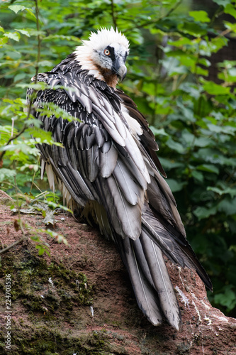 Bearded vulture sitting between plants while cleaning its feathers