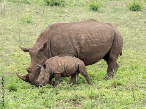 White Rhinoceros mother and her calf in South Africa.