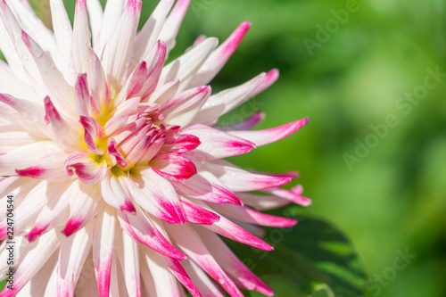 Fototapeta Naklejka Na Ścianę i Meble -  Semi-Kaktus Dahlie Sorbet (Asteraceae) blüht im Licht der Sommersonne.