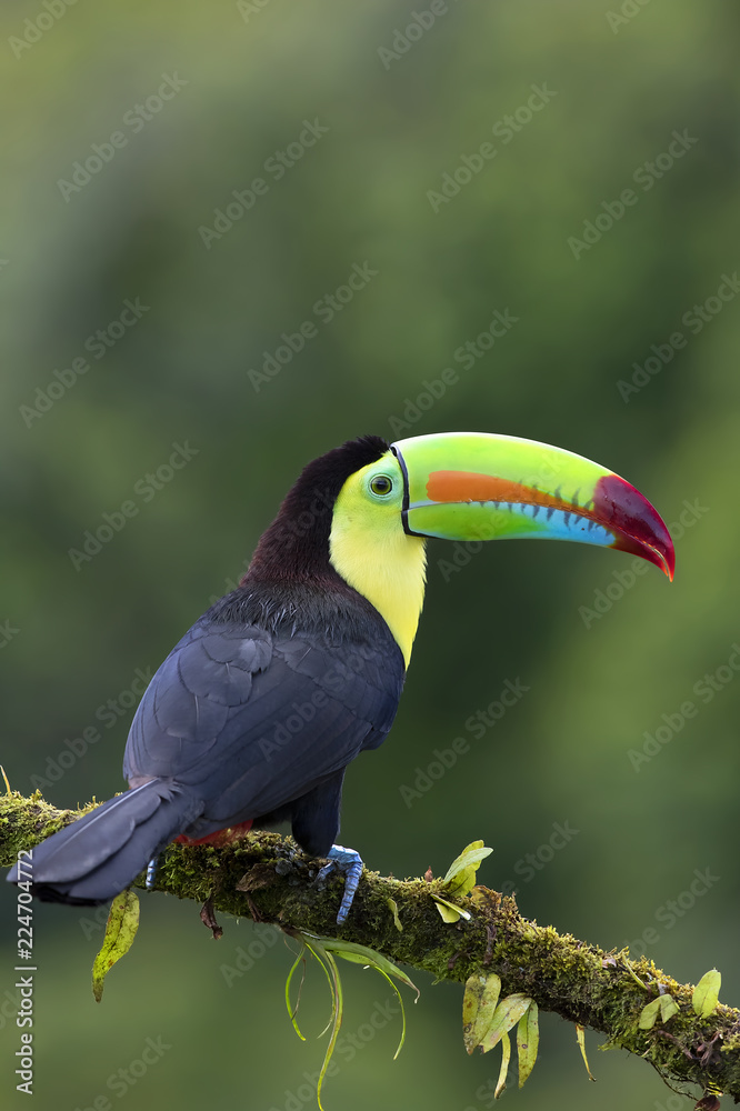 Obraz premium Keel-billed toucan (Ramphastos sulfuratus) perched on a mossy branch in the rainforests of Costa Rica