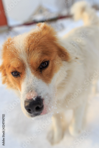 Portrait of dog on snow in winter