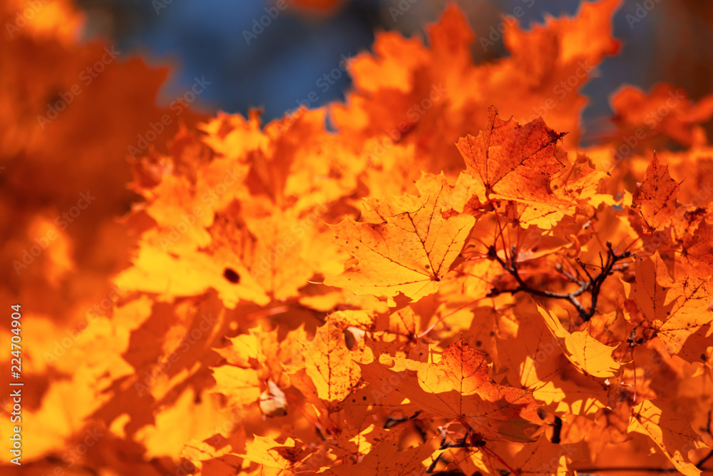 Red leaves on trees in the forest in autumn Red leaves on trees in the forest in autumn