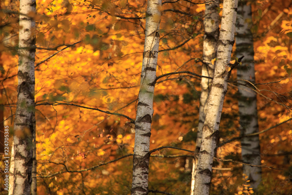 Birches in the forest in autumn as a background Birches in the forest in autumn as a background