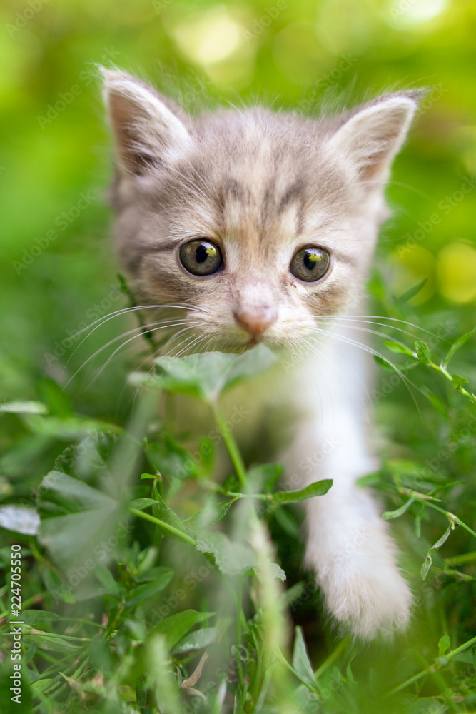 Fototapeta premium Portrait of a kitten in green grass