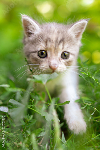 Portrait of a kitten in green grass