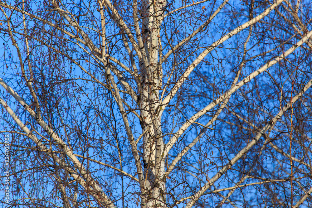 Naked birch in winter against the background of blue sky Naked birch in winter against the background of blue sky
