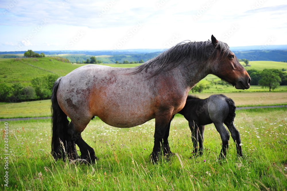 Chevaux Ardennais Chevaux Ardennais
