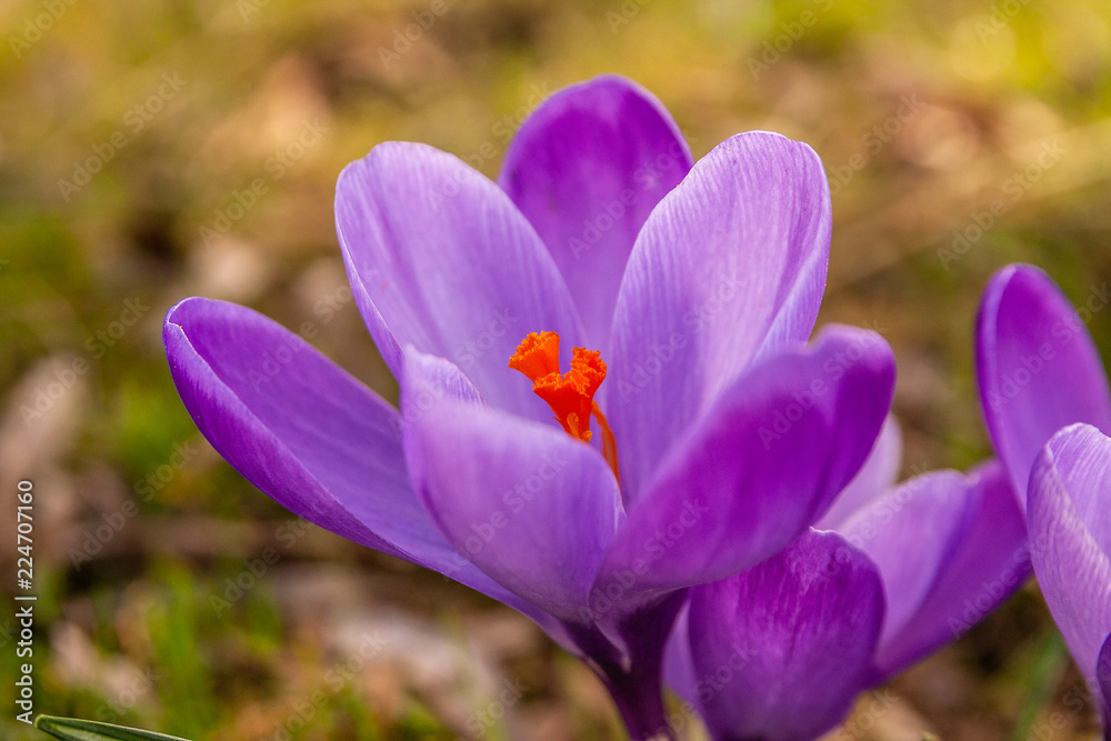 Blommande lila krokus