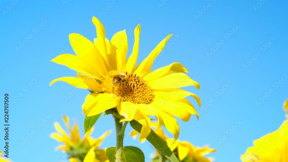 Sunflower rocking in the wind with a bumblebee foraging Sunflower rocking in the wind with a bumblebee foraging