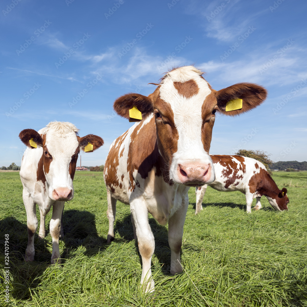 young red and white holstein cows in green meadow on sunny day in holland young red and white holstein cows in green meadow on sunny day in holland