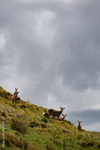 Herd of red deer in the gren hills of Ireland