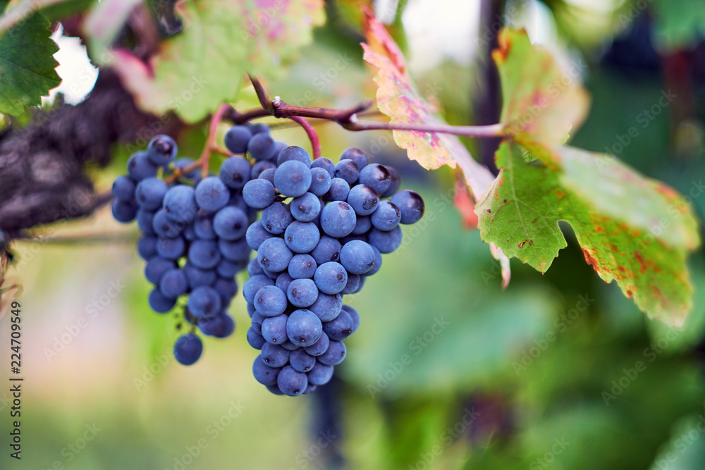 Blue grapes on grapevine, vineyard in autumn