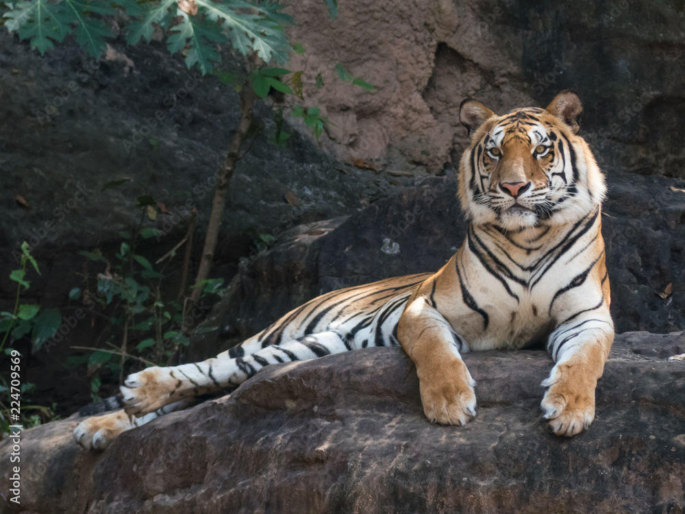 Portrait of a Royal Bengal tiger alert and staring at the camera on stone retro,