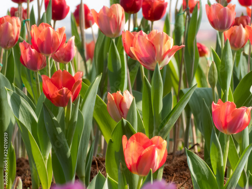 Beautiful blurred tulips background 