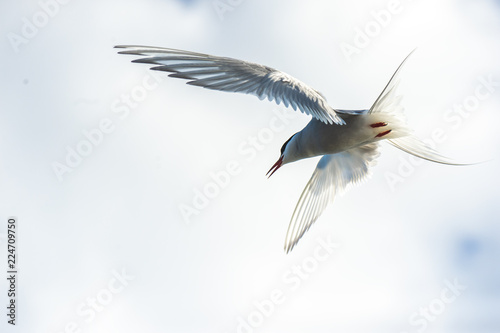 Arctic tern in flight.Tromso.Norway
