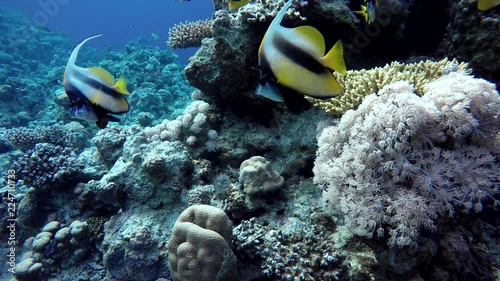 Wallpaper Mural The marine life of tropical fish. Coral reef. Tropical sea and coral reef. Torontodigital.ca