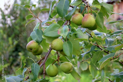 Pear