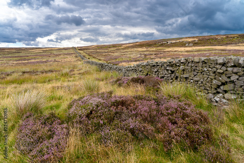 Grouse Moor Yorkshire