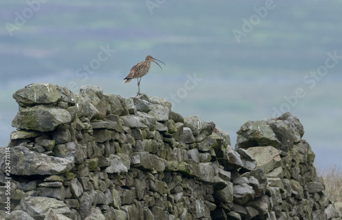 Obraz na plátně Curlew Calling