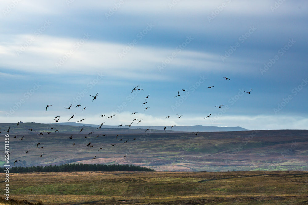 Red Grouse Flying