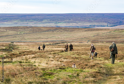 Foto on the grouse moor