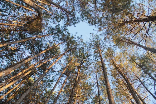 Obraz drzewa w lesie