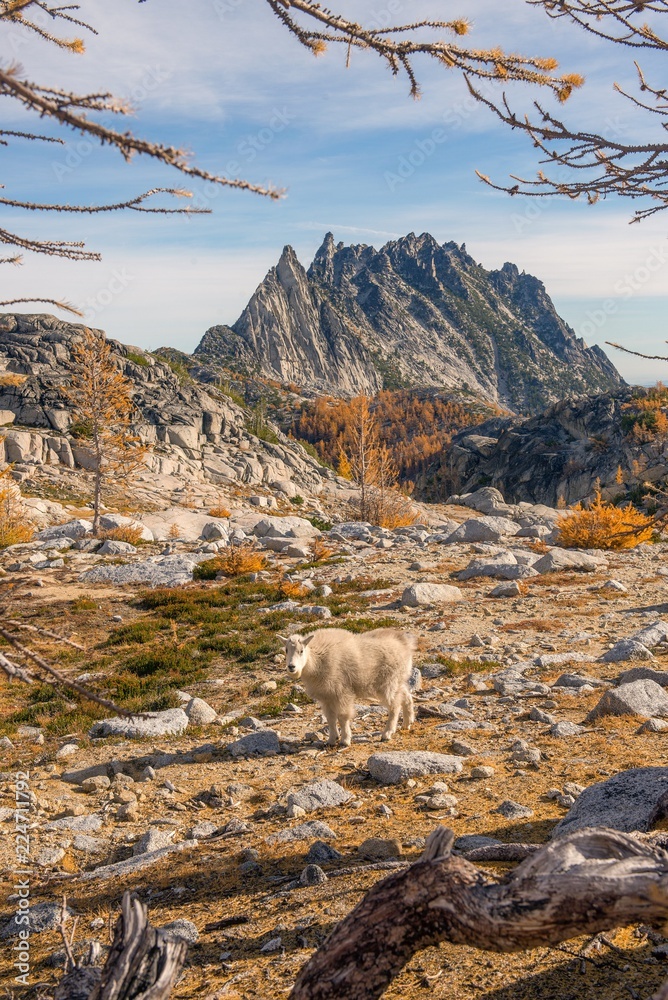 A young mountain goat framed by larch trees in fall - the Enchantments in Washington state