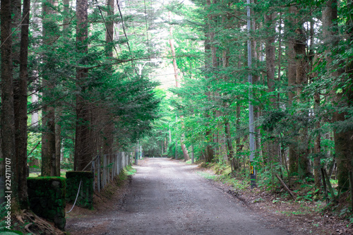 Country road, surrounded by fresh green trees, nature of Karuizawa,Nagano prefecture, Japan.