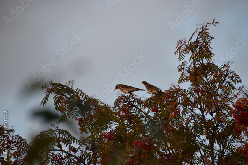 Thrushes