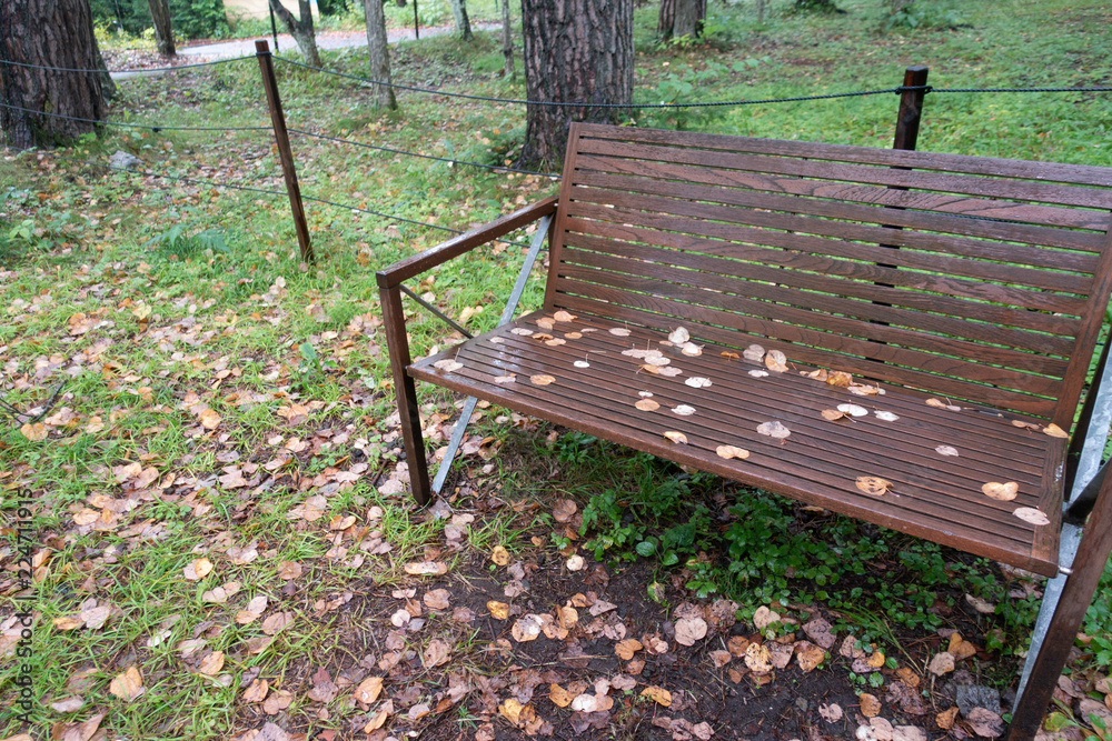 Autumn view in Japan, falling leaves and bench in the forest during rainy day Autumn view in Japan, falling leaves and bench in the forest during rainy day