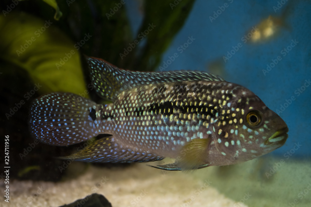 Jack Dempsey (Rocio octofasciata) cichlid fish in the aquarium