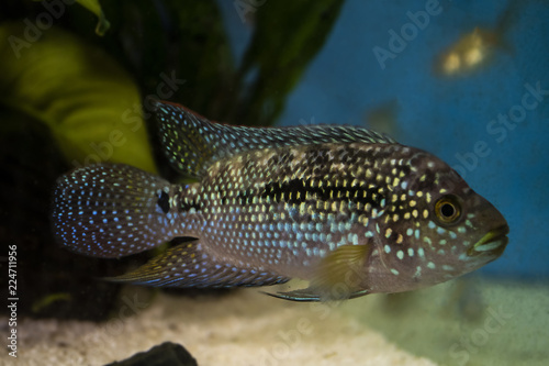 Jack Dempsey (Rocio octofasciata) cichlid fish in the aquarium photo