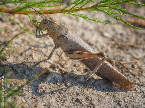 Egyptian or giant grasshopper eating green leaves of fresh shrub. Close-up image of anacridium aegyptium, animal background photo