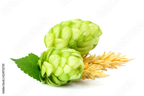 Fresh hop plant with ears of barley isolated.