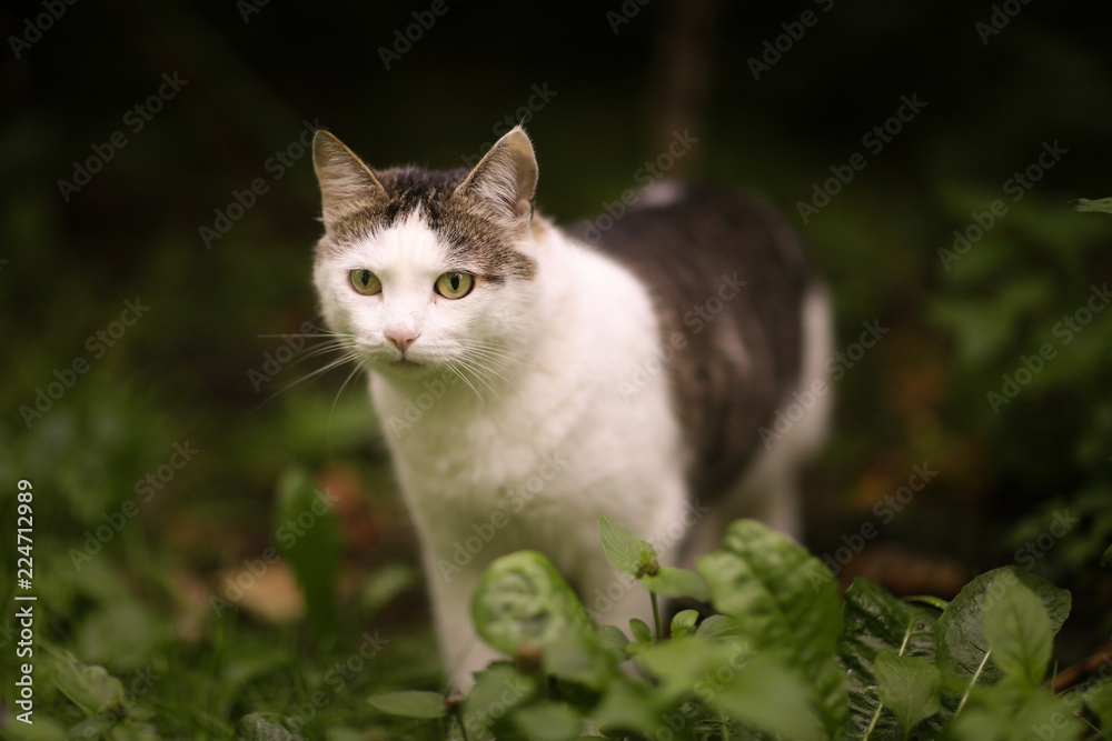 tom male cat outdoor summer photo