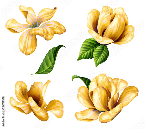 botanical illustration, beautiful yellow flowers clip art, design elements set, isolated on white background