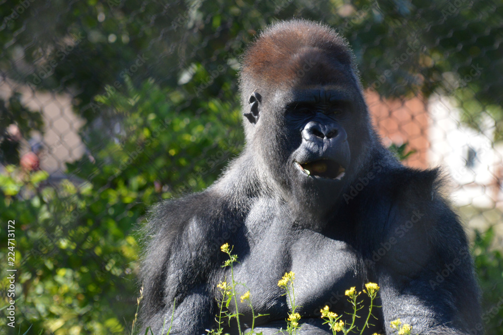Obraz premium Western lowland gorilla 